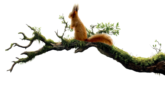 Branche décoration site - printemps 2026