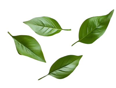 Feuilles décoration site - printemps 2026