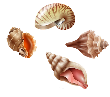 Coquillages