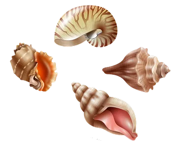 Coquillages Coquillages