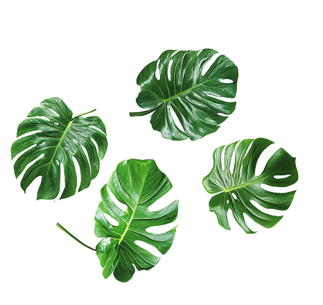 Feuille monstera