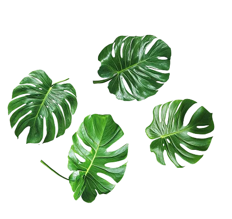 Feuille monstera Feuille monstera