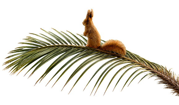 ecureil sur sa branche palmier