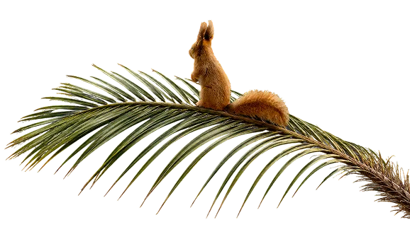 ecureil sur sa branche palmier ecureil sur sa branche palmier